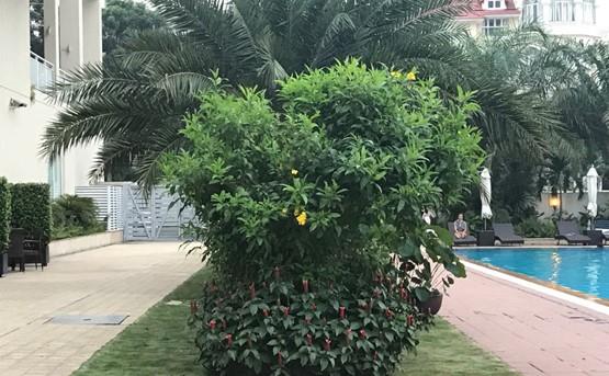 apartment for rent in district 2 u D207005 (2)